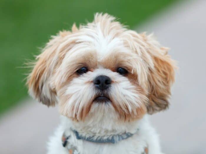 Shih Tzu staring at the camera.