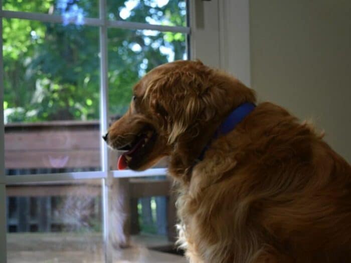 Dog waiting to go outside