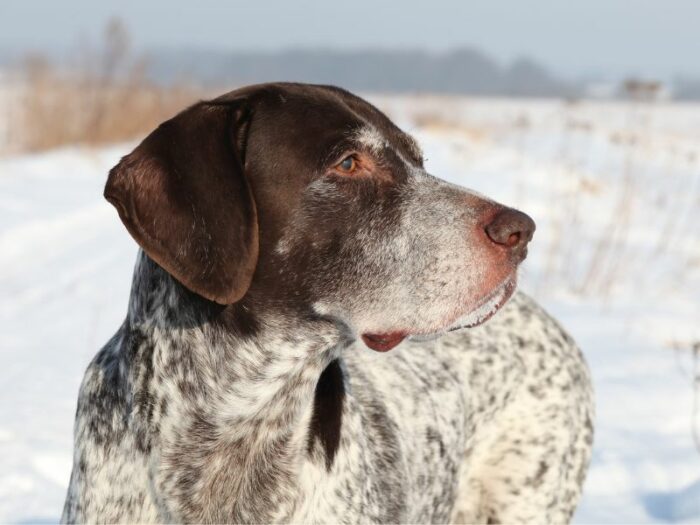 GSP Pointing Right standing in the snow.