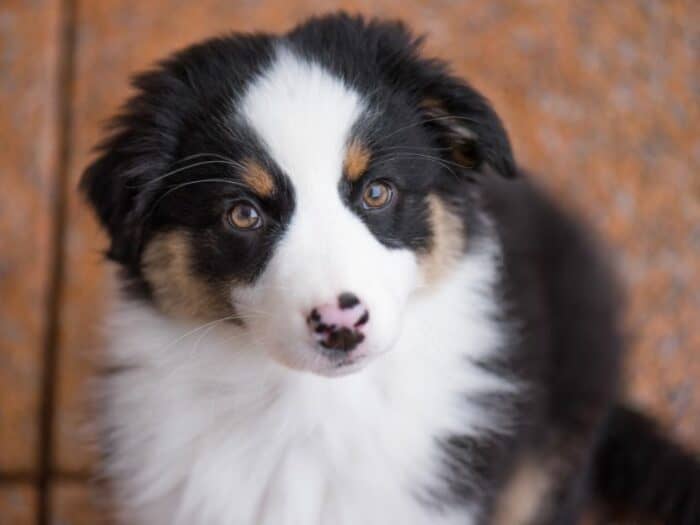 Australian Shepherd (Aussie)