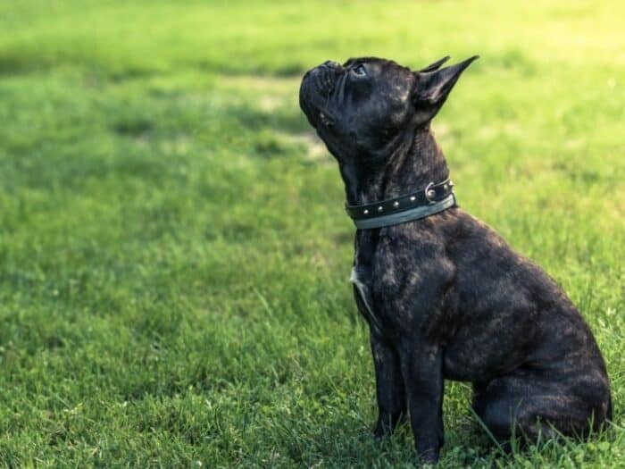 Come insegnare al tuo cucciolo a  seduto 