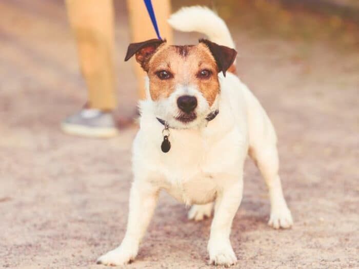 Train A Reactive Dog - small dog pulling on leash.