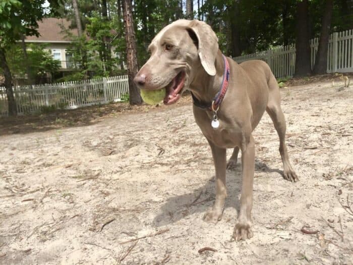 Weim with tennis ball