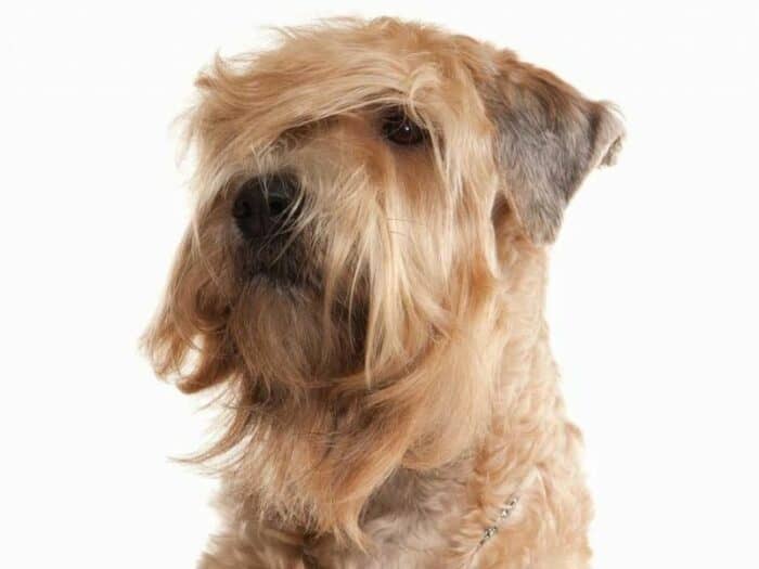 Whoodle - Poodle Wheaten Terrier Mix