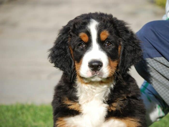 So You Want A Berner - tricolor bernese mountain dog sitting in the grass