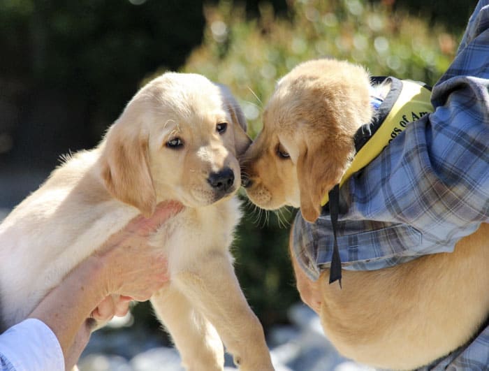 Palavra(menos) Quarta-feira – Filhotes de cachorro!