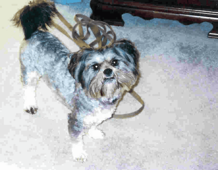 Lhasa Apso standing on carpet