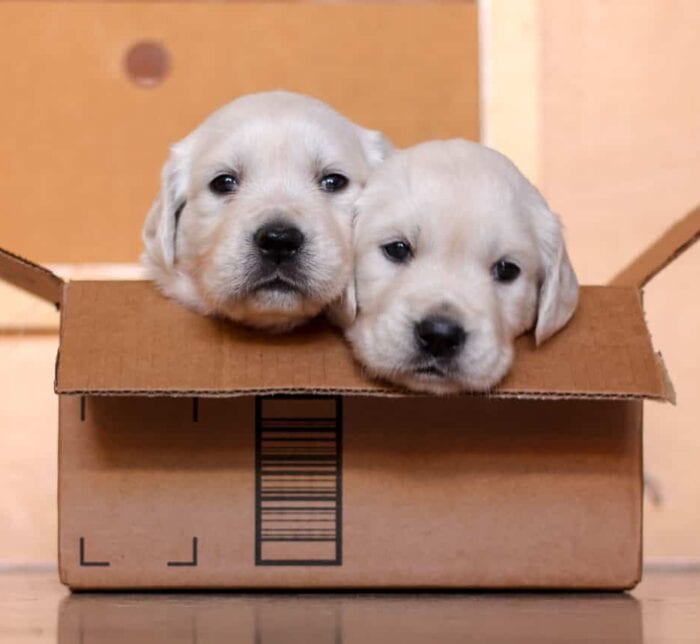 Golden Retriever littermates in a box. Do they have littermate syndrome?