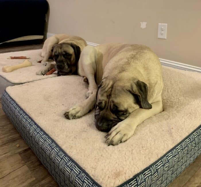 Two Mastiff's lying down on their dog beds