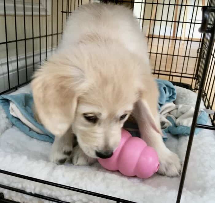 One of my clients’ puppies with a puppy Kong toy