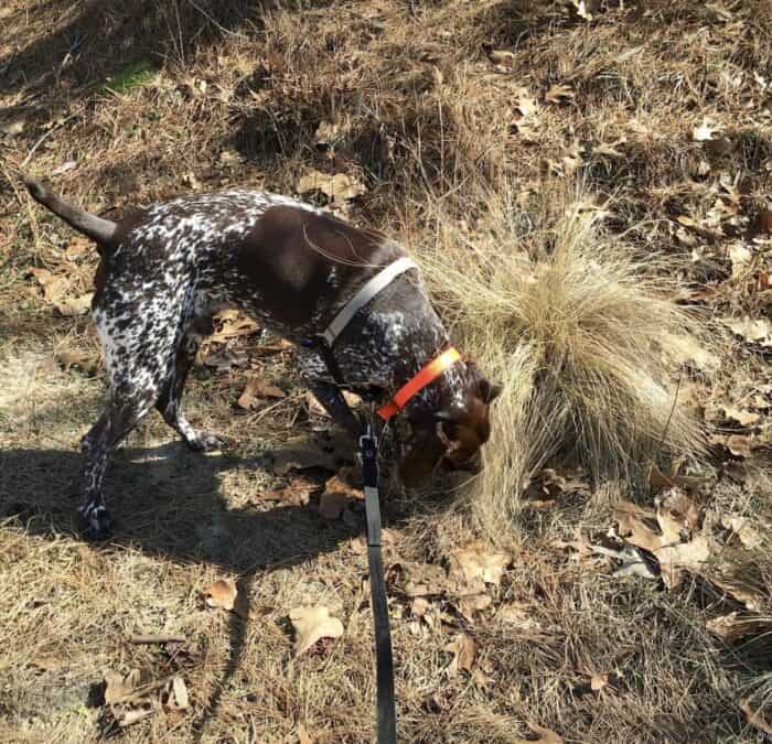 GSP sniffing around