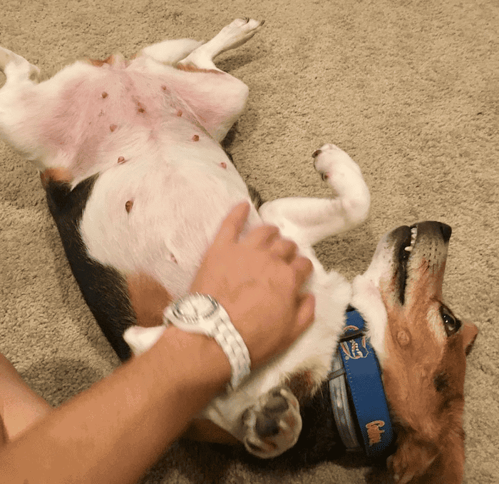 Belly rubs for Beagle Maggie