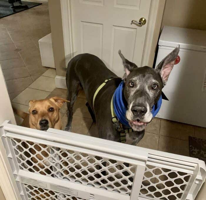 My pup Wally hanging out in the bonus room with his Great Dane friend Dexter