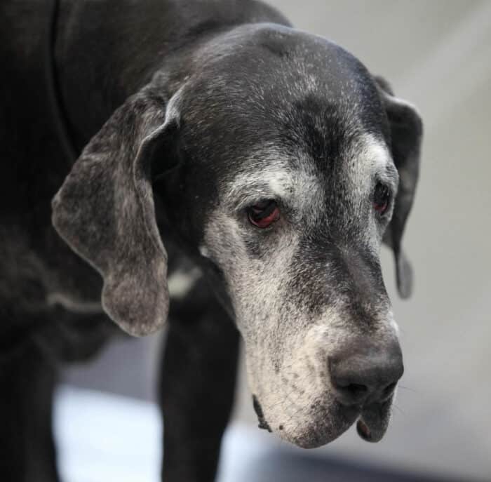 Great Dane Life Span - Senior Great Dane with grey/white muzzle.