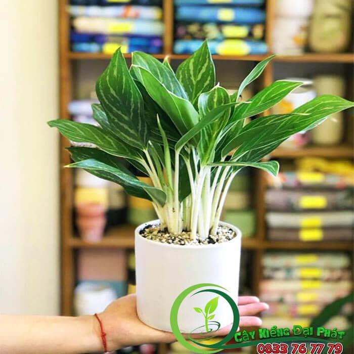 Chậu Bạch Mã Hoàng Tử Để Bàn Siêu Xinh