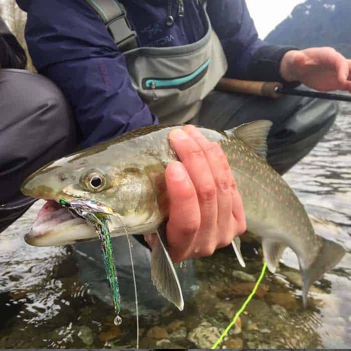 BC Bull Trout Fly: The 'Mister March' - Favourite Fly for Bull