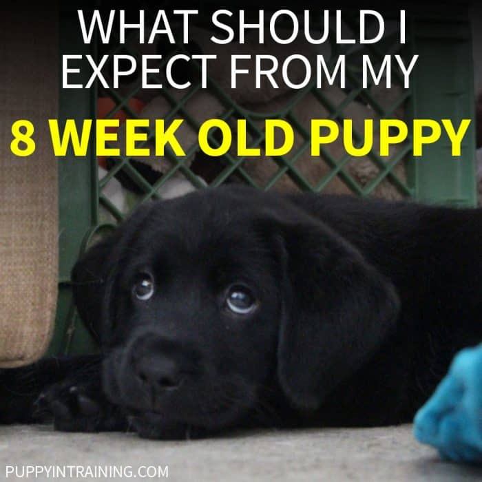 What Should I Expect From My 8 Week Old Puppy? - Black Labrador Retriever puppy staring upwards. Lying down on a concrete floor.