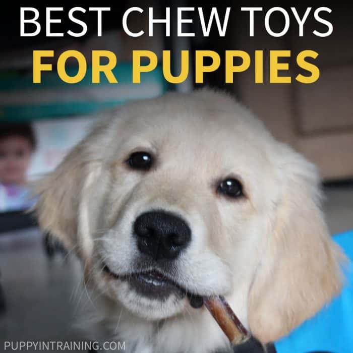 Best chew toys for dogs 2023: My dog reviews the best