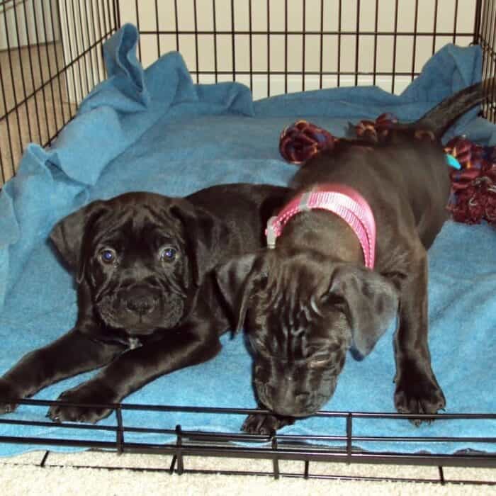 Boxer Puppies - Two Boxer puppies in a crate