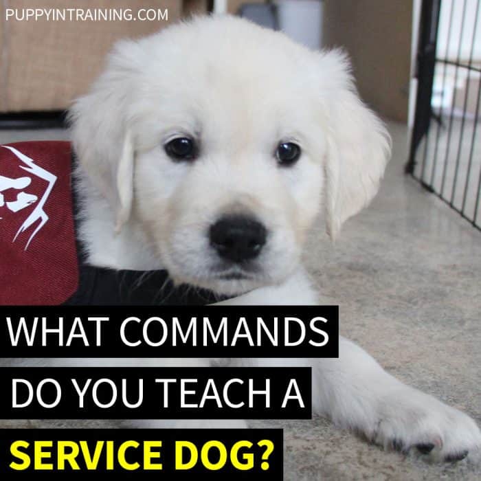 What Commands Do You Teach A Service Dog? - Image of a Golden Retriever puppy wearing a maroon dog vest.