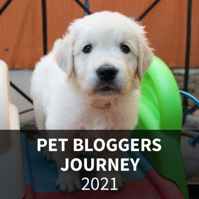 Parcours des blogueurs pour animaux de compagnie 2021