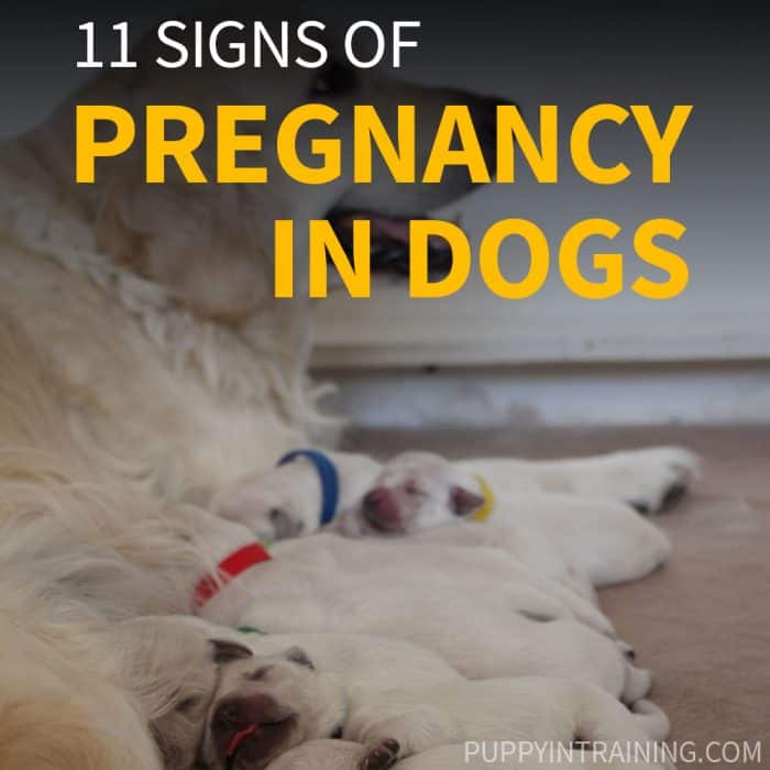 How Can You Tell If Your Dog Is Pregnant Without Going To The Vet? [11