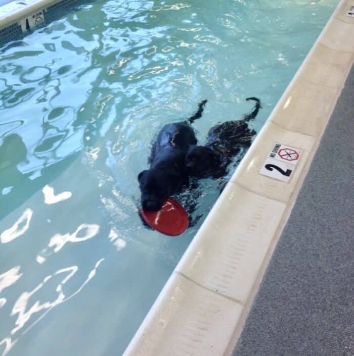 Buzz (left) with his classic Kong Flyer and his sister Missy (right) at a doggie pool 