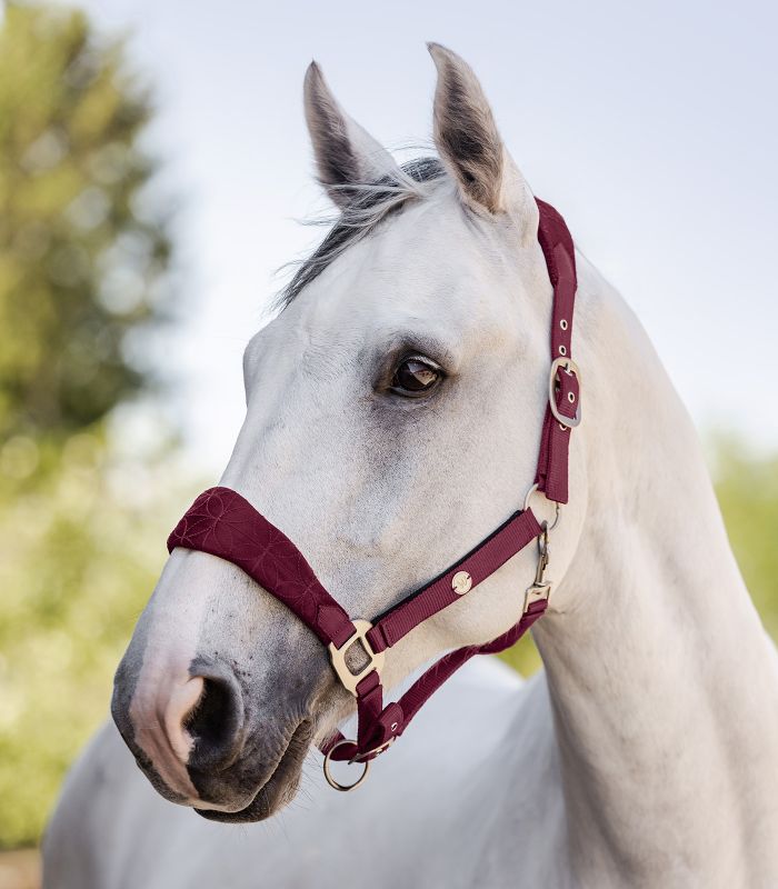 Ular Rom Waldhausen 3