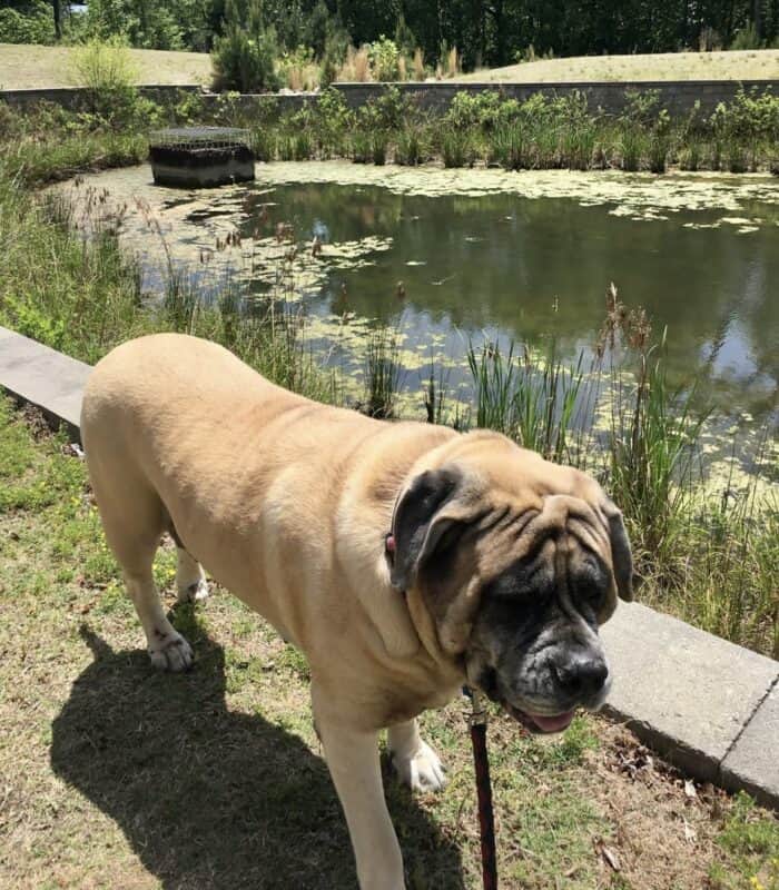 Mastiff Near Pond