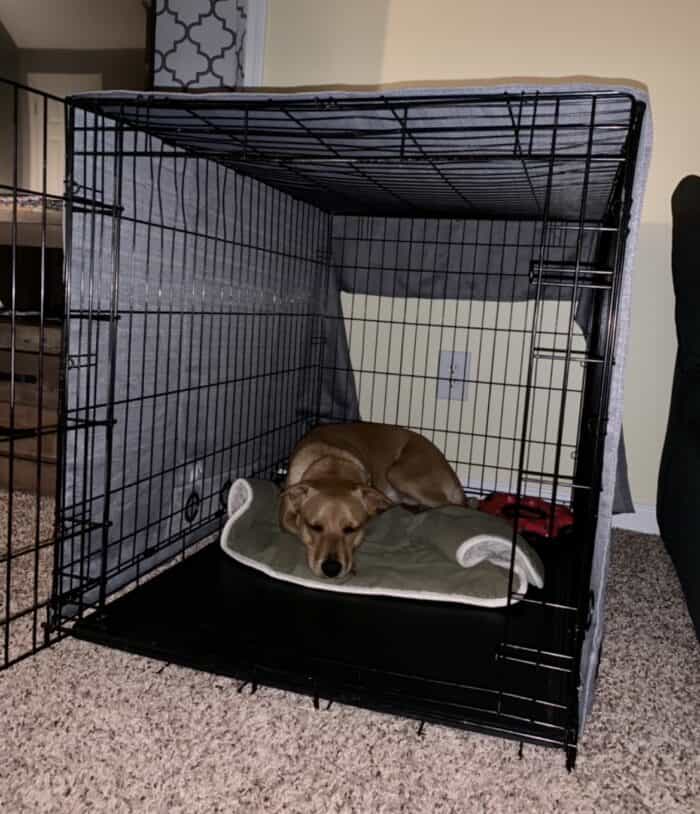 Wally hanging out in his crate