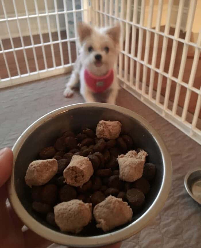 Former dog walking client Madison about to eat breakfast in her playpen