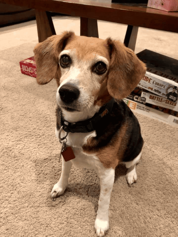 Beagle Maggie