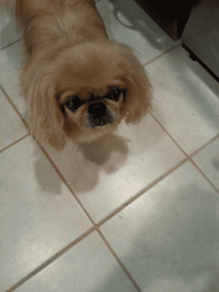 Peke in the kitchen staring up