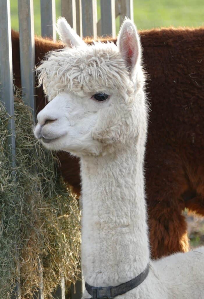 white alpaca