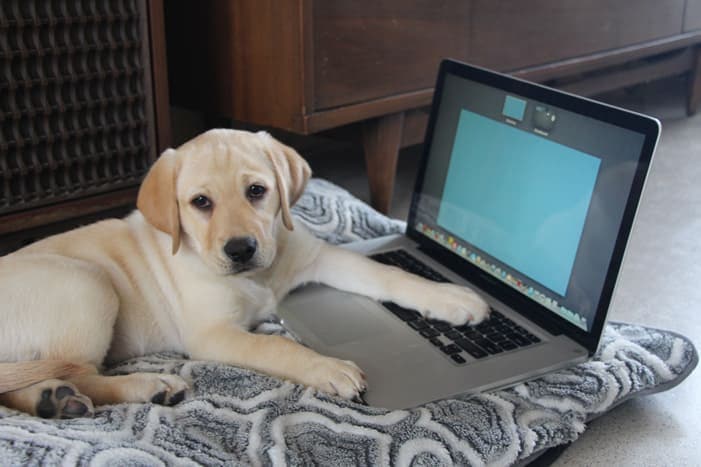 Extraordinary Puppy Blogger!