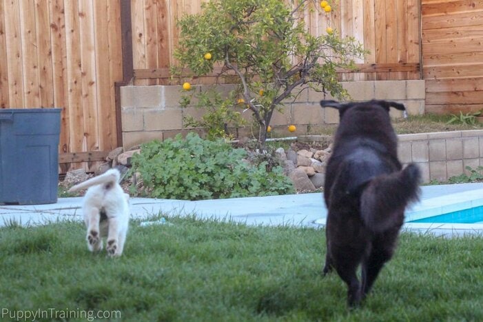 Linus :le premier chiot à l entraînement