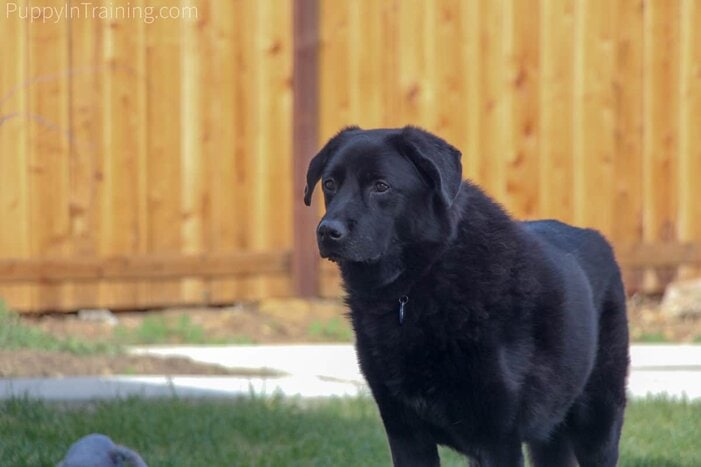 ライナス：トレーニングの最初の子犬 