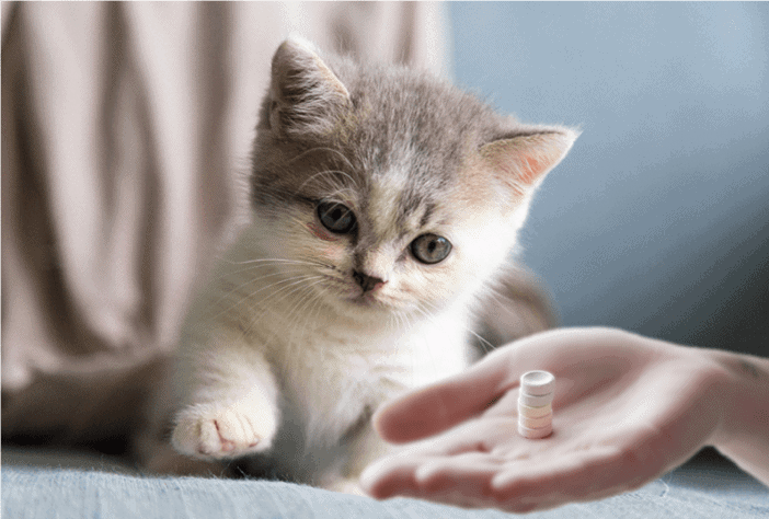 The image of cat looking at some tablets on the someone's hand.