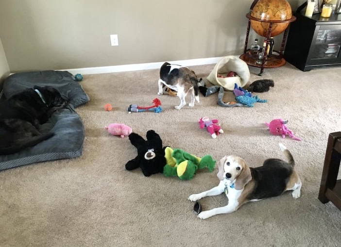 Beagles playing with toys