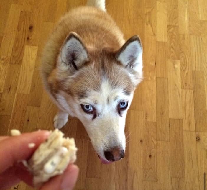 Haley wasn't the only client pup who had tear stains, there were a few others too. 