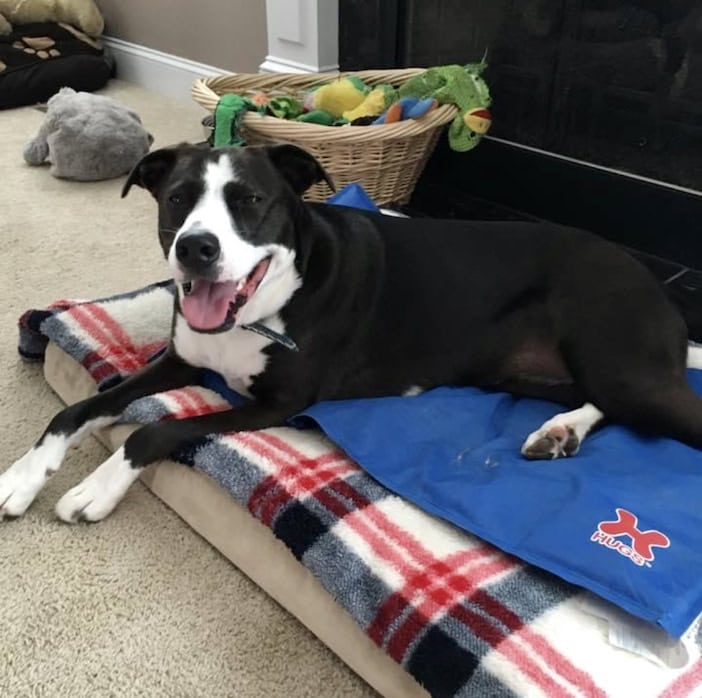 Bailey on her bed with a cooling pad