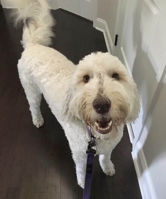 Tear Stains on Goldendoodle