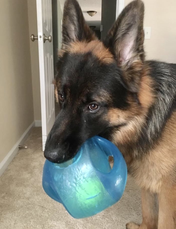 GSD with chew toy