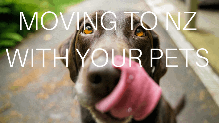 MOVING TO NZ WITH PETS