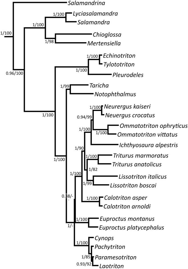 Salamandridae Evolutionary Tree