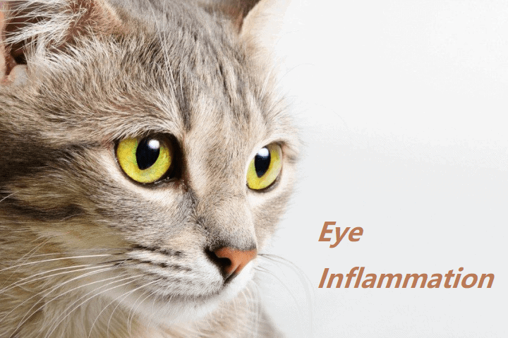 The cat and eye inflammation
