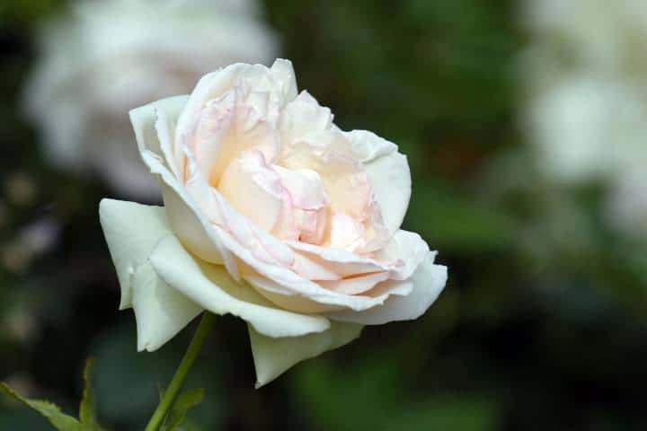 Auffay : Jardins château Bosmelet