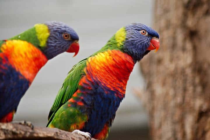 Serre zoologique Biotropica