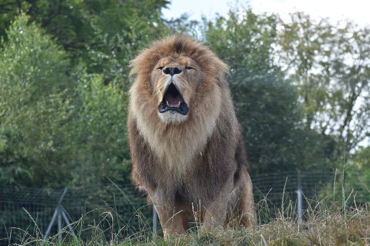 Zoo Cerza