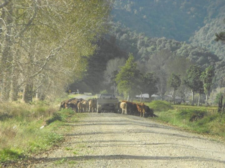 Waiting for the cows to pass...
